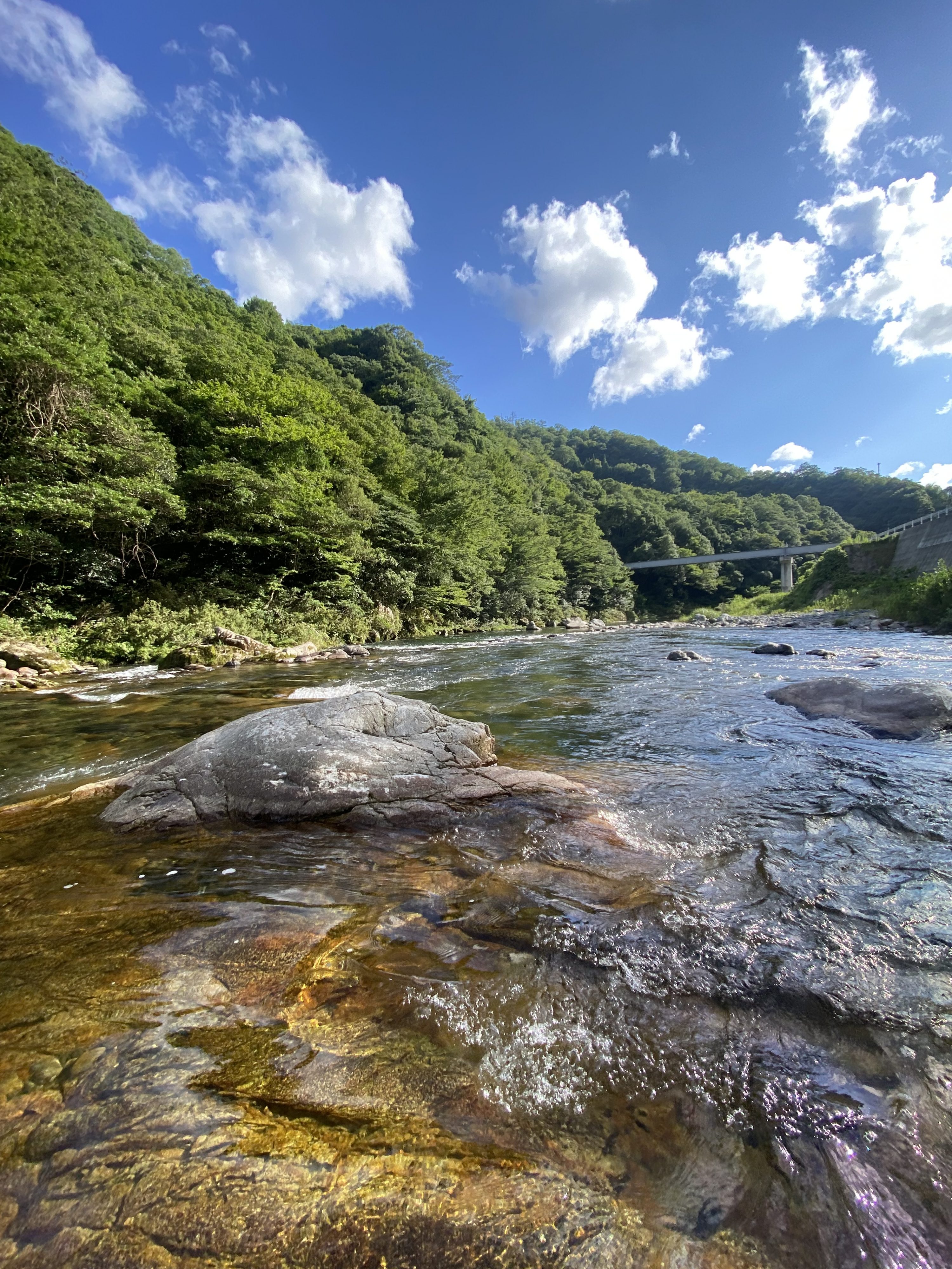梅雨明けの高津川鮎釣り(島根県益田市高津川水系匹見川)