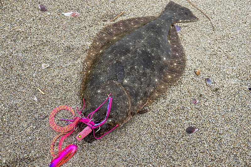 ヒラメシーズン到来！/伊賀拓実