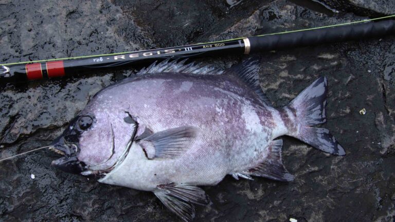 南方宙釣りで挑む 鵜来島・武者泊の石鯛