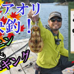 秋のアオリイカをイカダで狙う！ヤエン＆エギングの釣り方で仕掛けも解説！三重県迫浦の宝成渡船