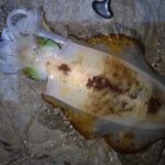 ブラックブログ★地磯ナイトエギング☆彡