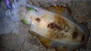 ブラックブログ★地磯ナイトエギング☆彡