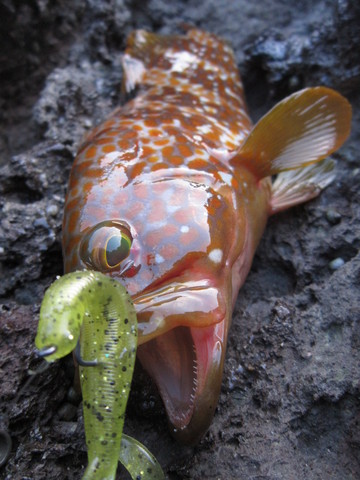 夏★ロックフィッシュ 夏★ロックフィッシュ