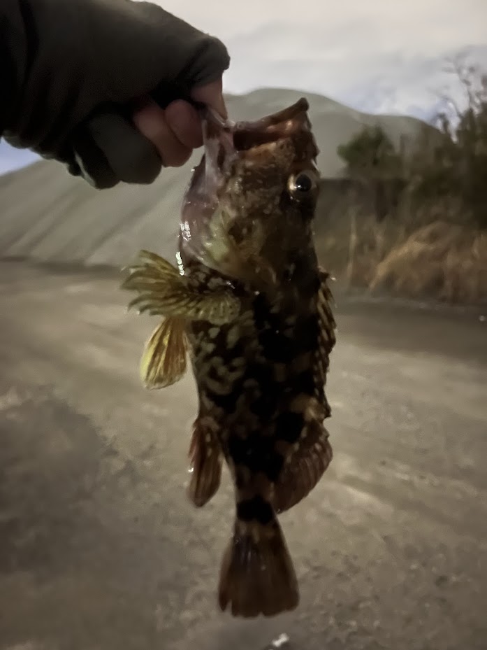 もーりーカサゴと遊んでもらいました！