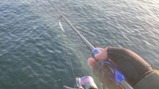 かっつーブログ☆上天草アジング