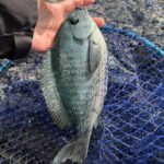 12月❄️久しぶりのクロ🎣 安在