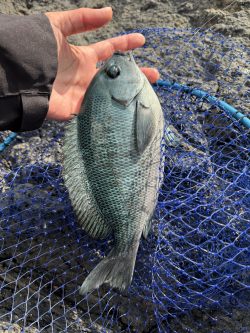 12月❄️久しぶりのクロ🎣 安在 12月❄️久しぶりのクロ🎣 安在