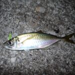 魚男キムタクのベイトスタイルFishing！