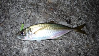 魚男キムタクのベイトスタイルFishing！