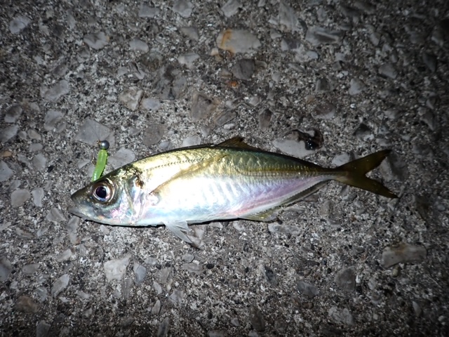 魚男キムタクのベイトスタイルFishing！