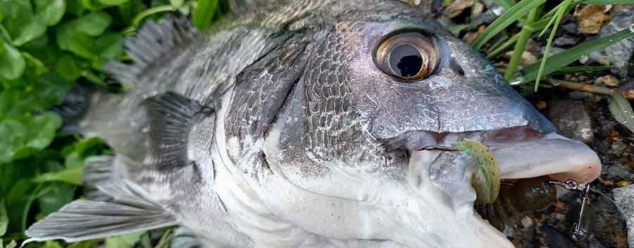 ��~���̑��肪����炷�`�j���O�ւ̉e���i�ÒJ�p�ꎁ�j