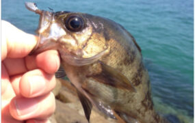 釣行レポートに「邪道」を掲載しました。