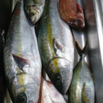 釣行レポートに「2人分の釣果です。」を掲載しました。