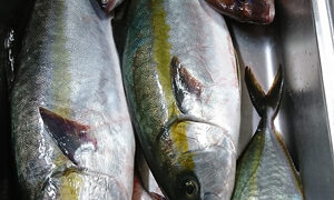 釣行レポートに「2人分の釣果です。」を掲載しました。