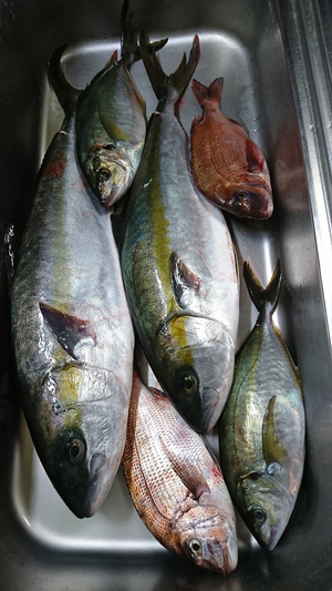 釣行レポートに「2人分の釣果です。」を掲載しました。
