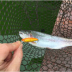 釣行レポートに「釣れるルアーのチカラ」を掲載しました。 釣行レポートに「釣れるルアーのチカラ」を掲載しました。