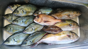 釣行レポートに「二人分の釣果です。」を掲載しました。
