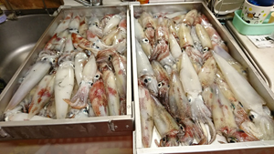 釣行レポートに「夜イカ釣り」を掲載しました。