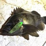 釣行レポートに「え、６ノットて！ｗ」を掲載しました。