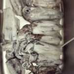 釣行レポートに「夏イカ調査」を掲載しました。
