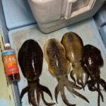 釣行レポートに「ウキ釣り泳がせ　手作り」を掲載しました。