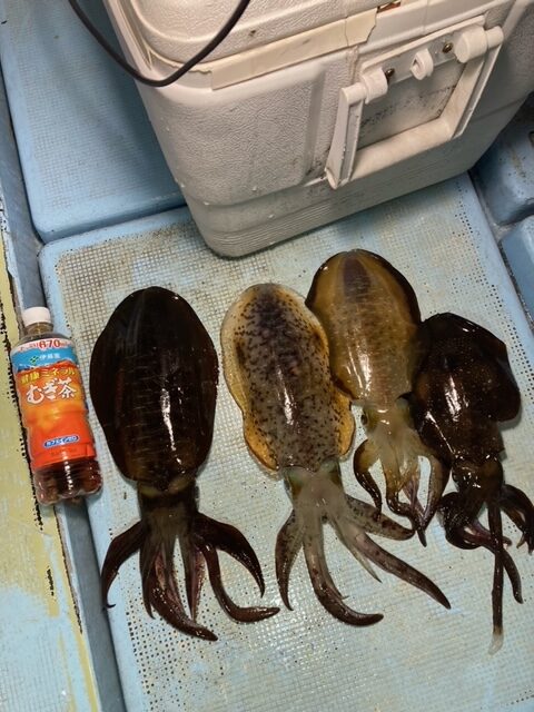 釣行レポートに「ウキ釣り泳がせ　手作り」を掲載しました。
