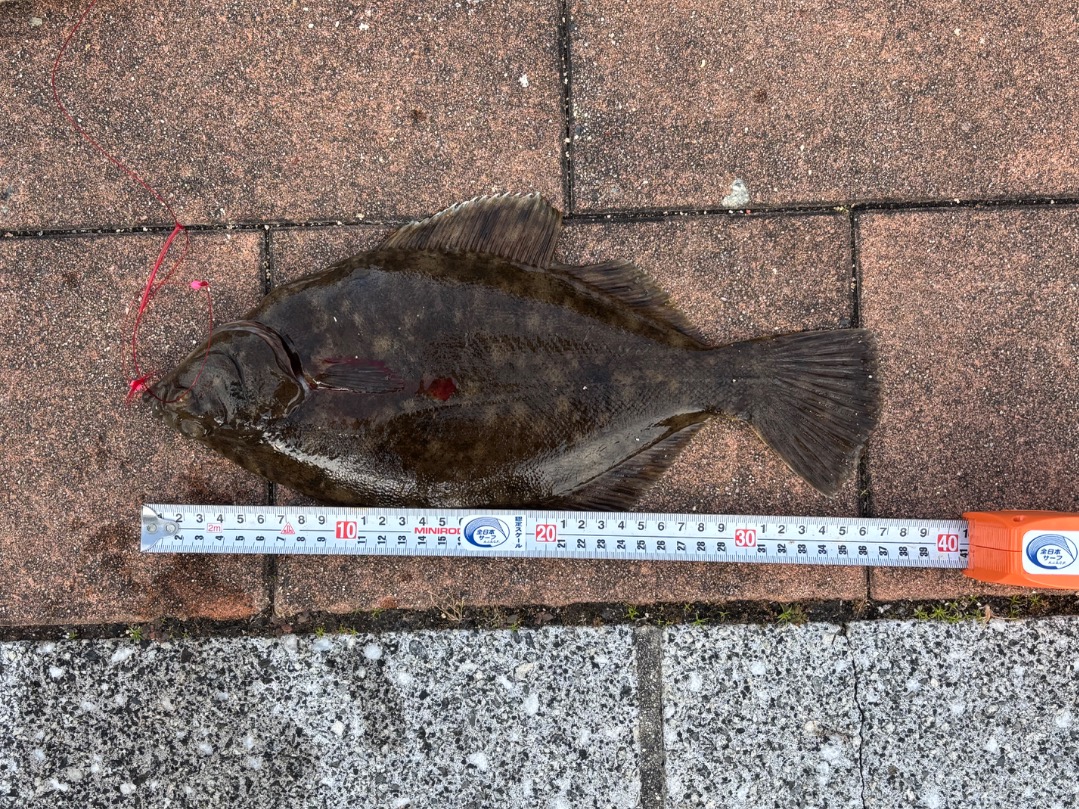 投げ師白石の釣行記「初釣り！カレイ狙いの投げ！！」