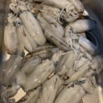 釣行レポートに「今季初ティップラン!」を掲載しました。 釣行レポートに「今季初ティップラン!」を掲載しました。