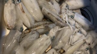 釣行レポートに「今季初ティップラン！」を掲載しました。