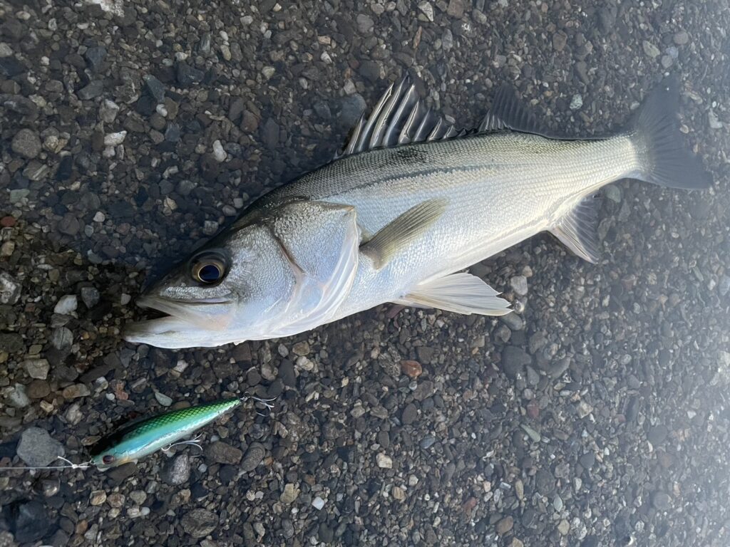 ハイシーズンのシーバスゲーム ハイシーズンのシーバスゲーム