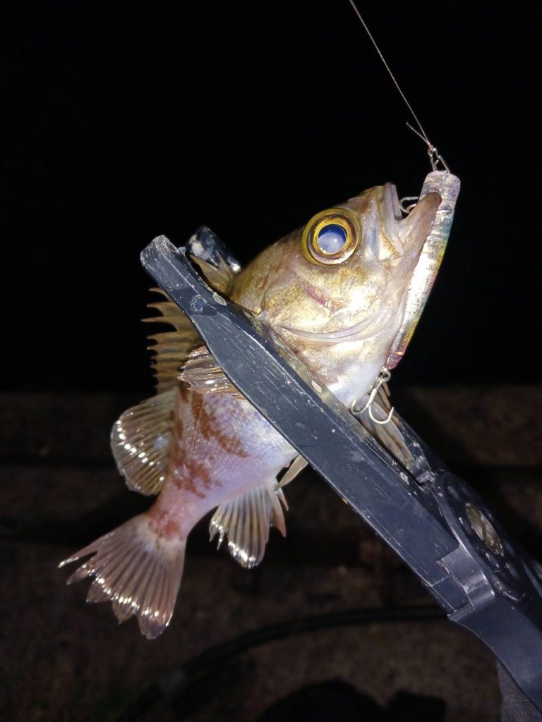 ☆釣果情報☆