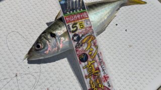 釣行レポートに「鬼アジ/サビキ」を掲載しました。