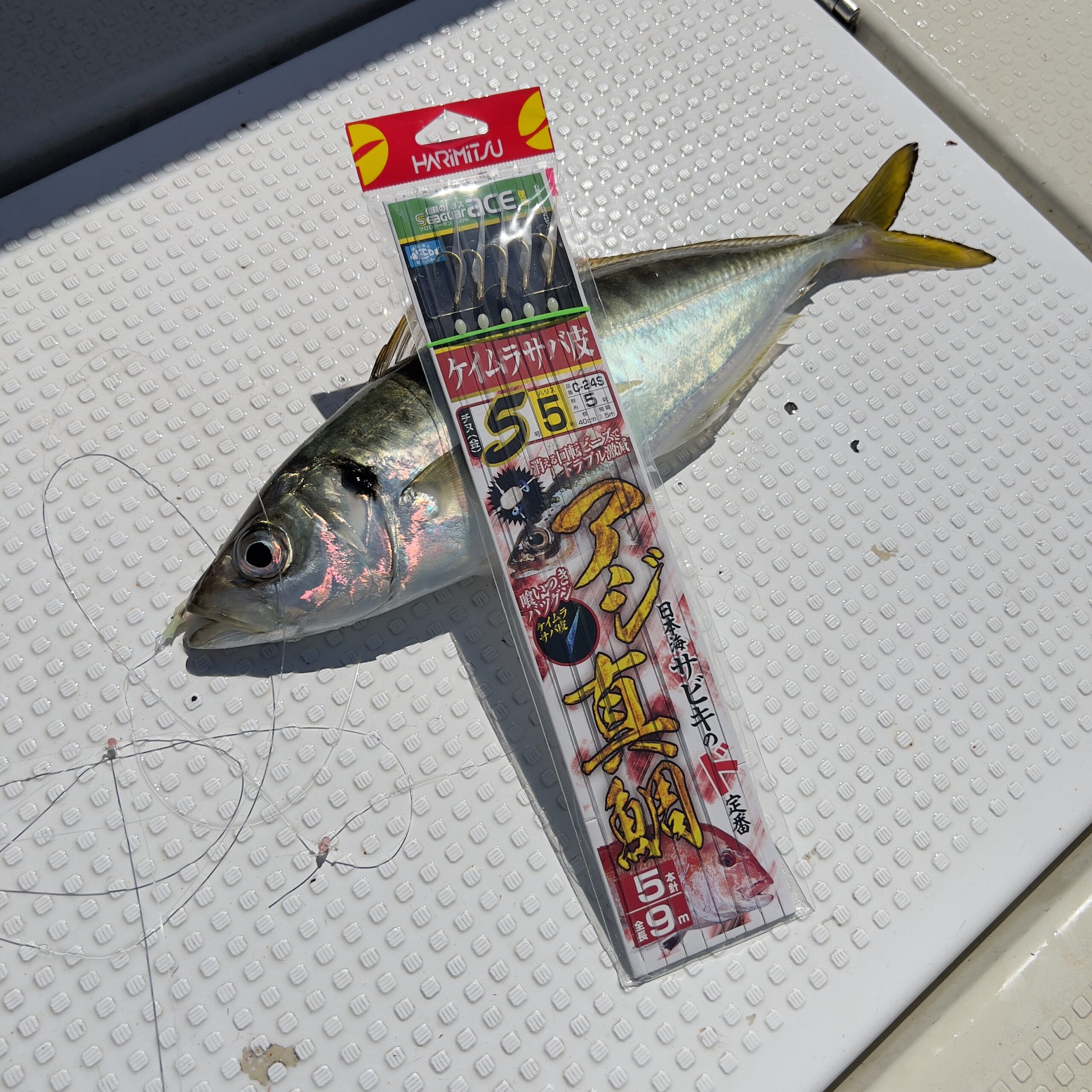 釣行レポートに「鬼アジ/サビキ」を掲載しました。