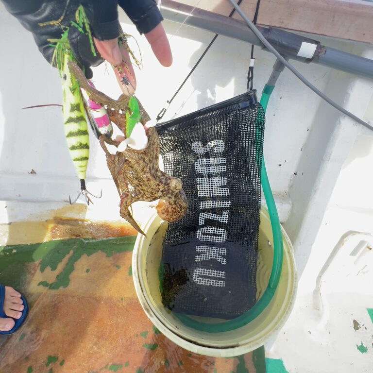 釣行レポートに「タコ/エギタコ」を掲載しました。