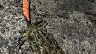 釣行レポートに「久しぶりのエギング」を掲載しました。