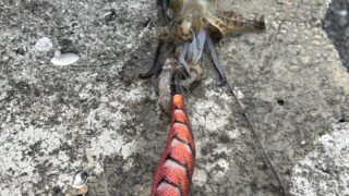 釣行レポートに「今季初エギング」を掲載しました。