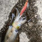 釣行レポートに「1人エギング旅」を掲載しました。 釣行レポートに「1人エギング旅」を掲載しました。