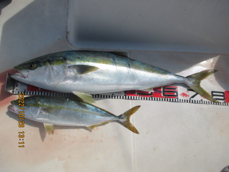 釣行レポートに「ライト落とし込みは楽し２」を掲載しました。