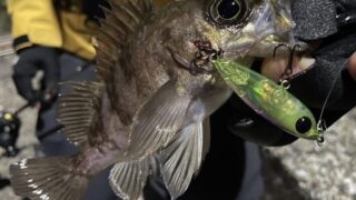 joe正代のめばるつり。