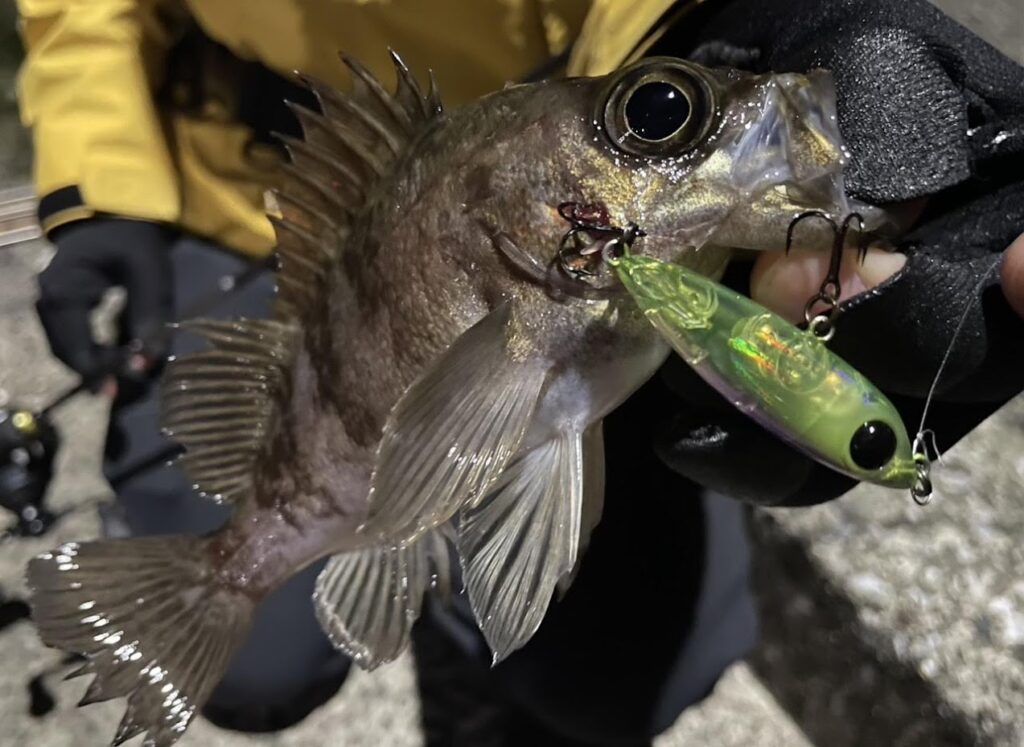 joe正代のめばるつり。