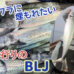 くにちゃんの！！もっと釣りたい！！！　バターサワラが食…