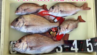 【釣果お持ち込み】チョクリでマダイ！！