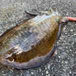 釣行レポートに「時化後のアオリイカ」を掲載しました。 釣行レポートに「時化後のアオリイカ」を掲載しました。