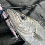 本多の水面炸裂道中　～2025年釣り始めpart1～