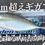 【ガッ釣り関西 公式YouTube】 GMスタッフ出演回「日中にギガアジが釣れまくる恐ろしい釣り」公開