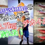 【フィールドサーポーター動画】デカエギでデカイカ狙い。3.7kgのアオリイカが釣れた！ by エギンガーZ様