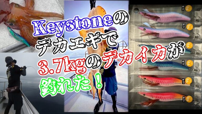 【フィールドサーポーター動画】デカエギでデカイカ狙い。3.7kgのアオリイカが釣れた！ by エギンガーZ様