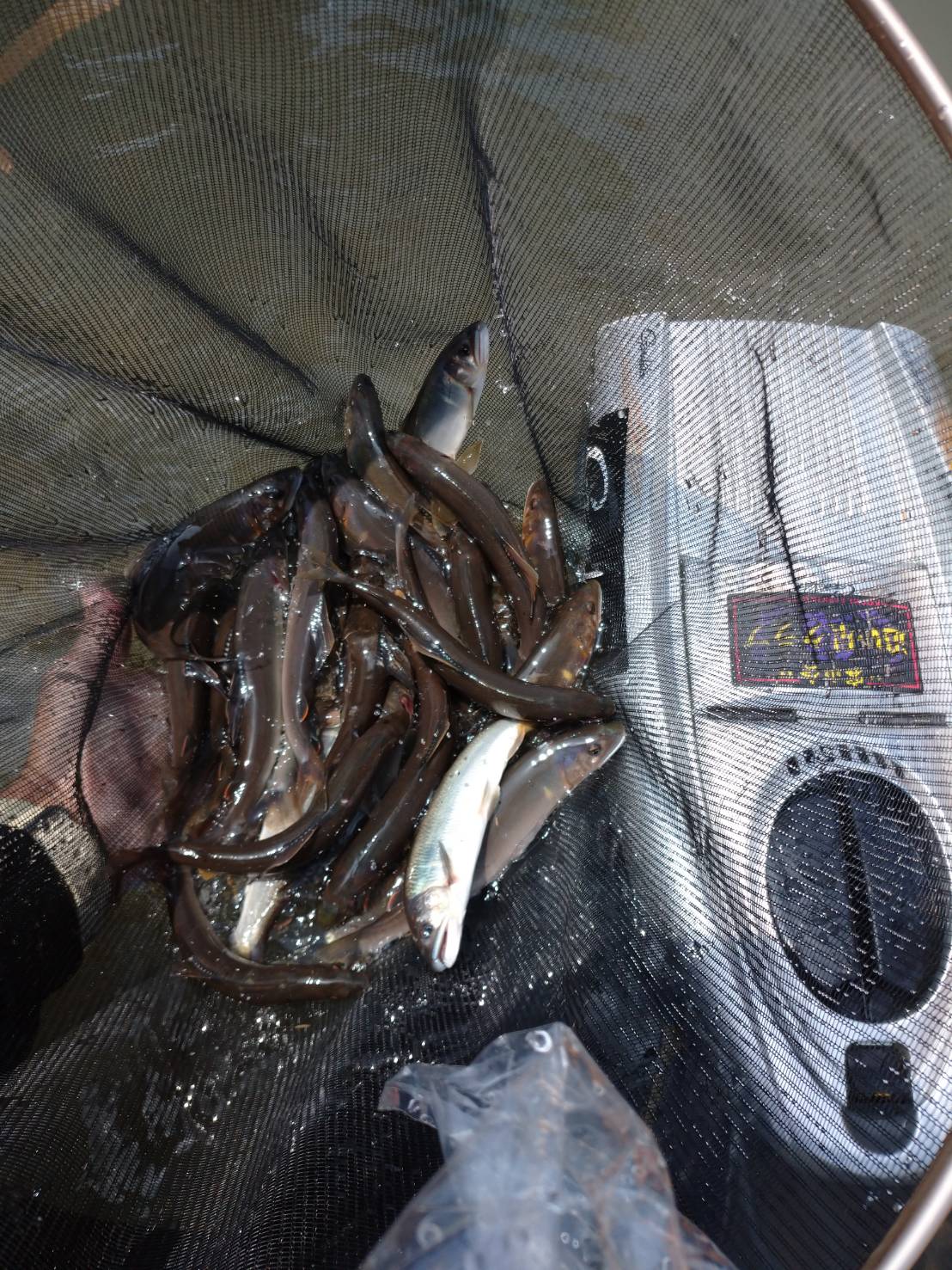 100％天然遡上鮎！物部川