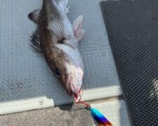 釣果情報♪