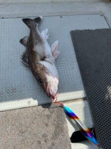 釣果情報♪